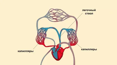 Анатомия: Малый круг кровообращения