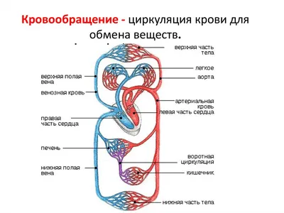 Малый круг кровообращения человека | Владислав Лабков | Дзен