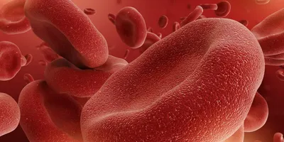 Строение кровеносной системы животных – онлайн-тренажер для подготовки к  ЕНТ, итоговой аттестации и ВОУД