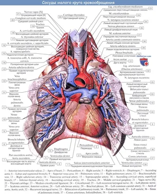 кровообращение - это движение крови через сеть церебральных артерий и вен,  снабжающих мозг Иллюстрация штока - иллюстрации насчитывающей радиология,  здоровье: 273031388