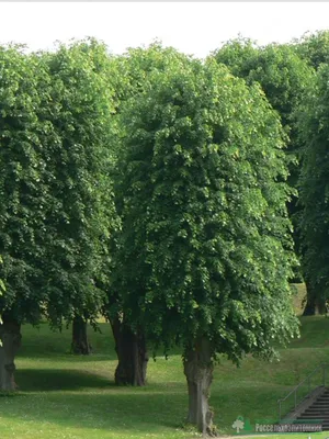 Липа крупнолистная | Саженцы декоративных деревьев в Москве и МО