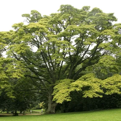 Лиственные деревья, название лиственных деревьев их виды и методы ухода. |  Растения | Ландшафт | АССбуд — строительный портал