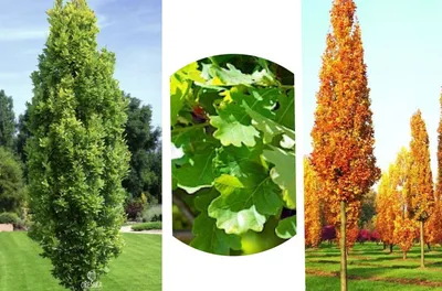 Лиственные декоративные деревья для сада с компактной кроной - статьи о  растениях