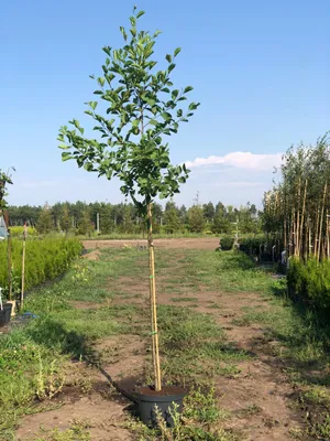 Лиственные деревья. Купить лиственные деревья - Украина | Greensad