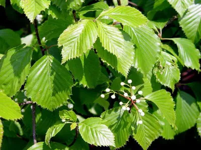 Лиственные деревья – купить саженцы декоративных лиственных растений в  питомнике «Растения для сада»