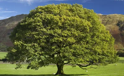 AUHAGEN 70939 — Лиственные деревья светло-зелёные (3 шт., ~150 мм),  1:87—1:120. Модели железных дорог