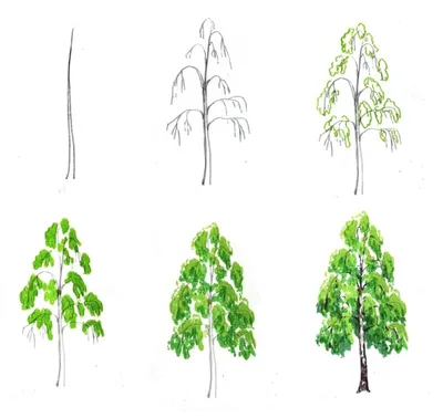 Лиственные деревья картинки обои