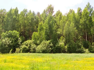 Купить саженцы лиственных деревьев в Красноярске