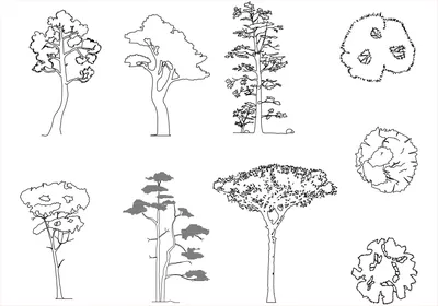 Лиственные деревья и кустарники