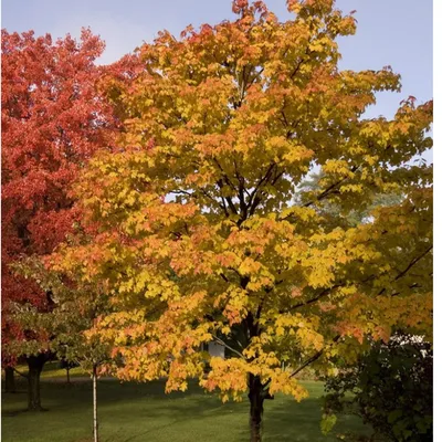 Лиственные деревья в 4 сезонах - весне, лете, осени, зиме Природа и  экологичность Зеленая иллюстрация вектора деревьев Иллюстрация вектора -  иллюстрации насчитывающей естественно, собрание: 149699926