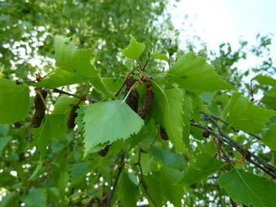 Лиственные декоративные деревья для сада от питомника растений Паркхоз