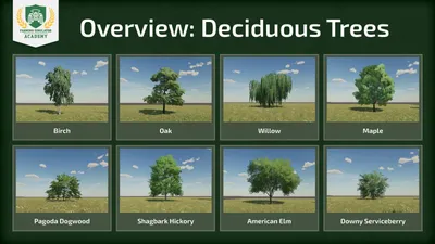 Тополь - Лиственные деревья | Питомник растений | Посадка и уход