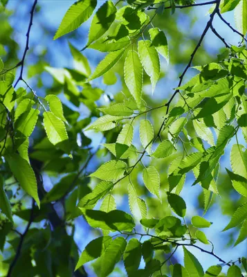Лиственные породы. Листопадные деревья, свойственные нашей климатической  зоне.