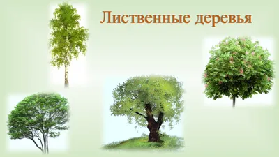 Растения Крыма::Деревья и кустарники