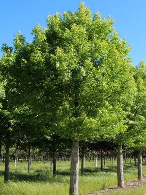 Вырубка лиственных и хвойных деревьев в FS22 | STMods
