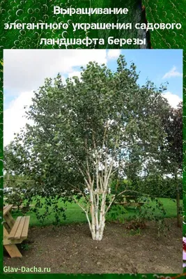 Лиственные деревья разных сортов (id 79220917), заказать в Казахстане, цена  на Satu.kz