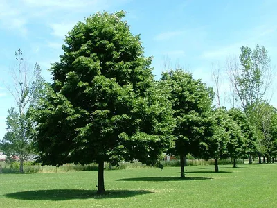 В какие месяцы деревья растут быстрее всего? Весной, летом? Обычные лиственные  деревья средней полосы.» — Яндекс Кью