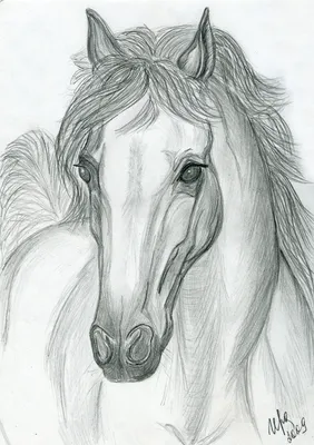 Как нарисовать лошадь (коня) в полный рост карандашом шаг за шагом - YouTube