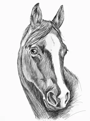 Рисуем лошадь карандашом. Простой пошаговый урок рисования в картинках. |  Рисуем вместе | Дзен