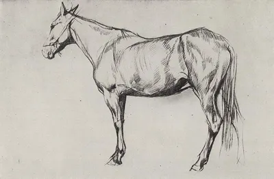 Морда лошади рисунок карандашом - 63 фото