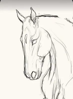 Лошадь на дыбах рисунок карандашом - 51 фото
