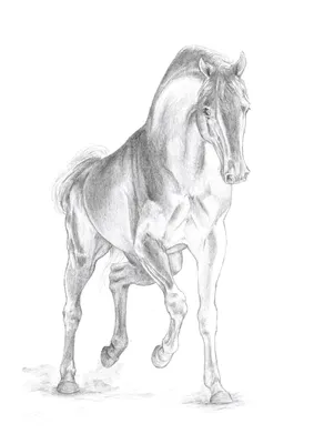 Рисунки лошадей карандашом для срисовки лёгкие и красивые для начинающих  (16 шт)