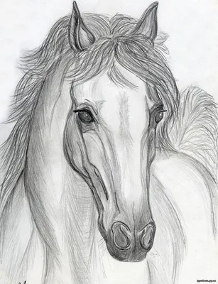 Лошадь нарисована карандашом простым» — создано в Шедевруме