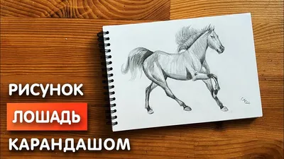 Рисунки - фотографии - equestrian.ru