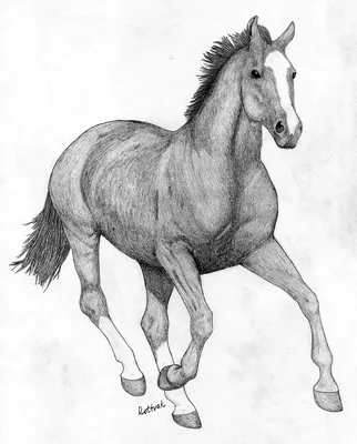 Как нарисовать реалистичную лошадь на дыбах поэтапно | Лошади, Рисовать  животных, Рисовать