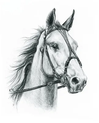 Лошади рисунки для срисовки - красивые фото и картинки - pictx.ru