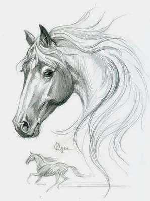 Рисунок лошади карандашом для срисовки - 55 фото