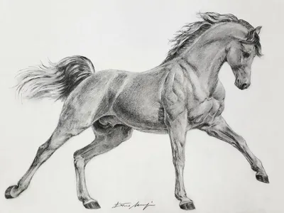 Рисовать срисовки лошадей (30 шт)