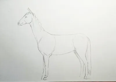 Лошади срисовки легкие пошаговые (800 рисунков) рисунки для начинающих  карандашом простые идеи красивые картинки