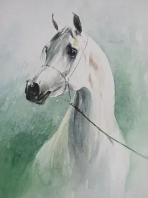 Рисунки лошадей | Пикабу