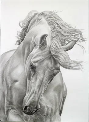Лошадь. | Картина лошади, Лошади, Художественные зарисовки