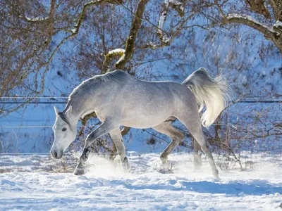 Лошади зимой картинки обои