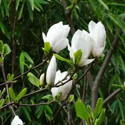 Магнолия лилиецветная (Magnolia liliflora)