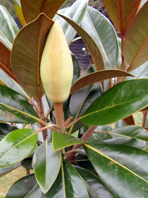 Магнолия крупноцветковая, или грандифлора (Magnolia grandiflora) –  вечнозелёное дерево до 30 м высотой в тропиках (ствол до 1,4 м в толщину),  до 20 м в субтропиках, и пока до 5 м в
