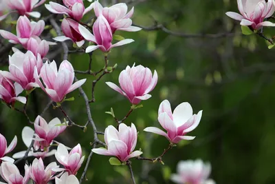 Купить растение Магнолия Бетти в интернет-магазине садовых цветов Долина  Растений