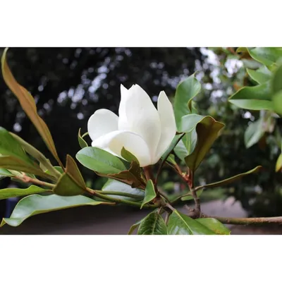 Магнолия Зибольда Magnolia sieboldii - купить по выгодной цене | teofrast