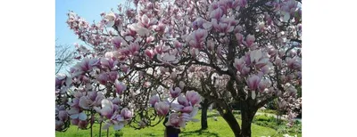 Magnolia hybrida 'Sunsation', Магнолия гибридная 'Сансэйшн'|landshaft.info