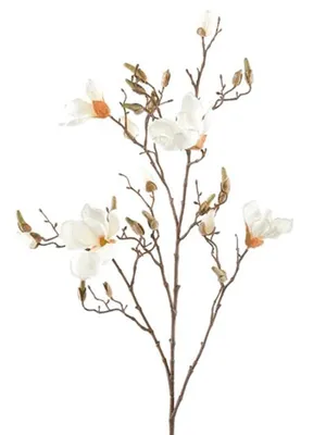 Магнолия (Magnolia) Полезно и интересно знать Интернет-магазин «Пролисок» -  садовые растения почтой