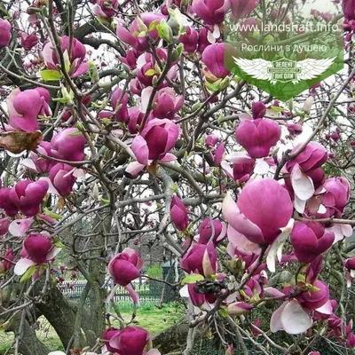 Магнолия Grandiflora Gallisoniensis - Садовый центр Кипарис