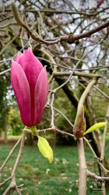 Магнолия Суланжа (Magnolia Soulangeana) ᐉ купить с доставкой почтой по  Украине в питомнике Биосад