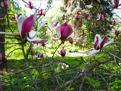 Magnolia x soulangeana 'Lennei', Магнолия Суланжа 'Ленней'|landshaft.info