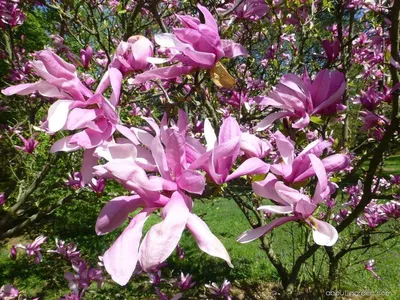 Магнолия южная, магнолия крупноцветковая, магнолия грандифлора (magnolia  grandiflora)