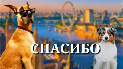Появился финальный трейлер семейного анимационного фильма «Мармадюк» на  русском языке, он выйдет в кино с 8 июня | РБК Life