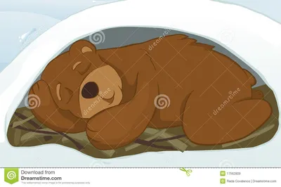 Медведь спит картинка обои