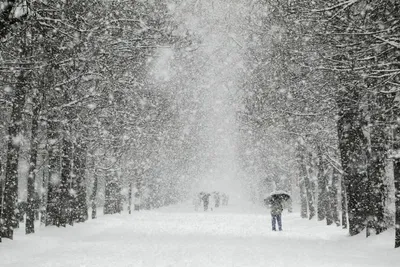 Черная метель» накрыла Москву: кадры снегопада, сугробов, дорожного хаоса