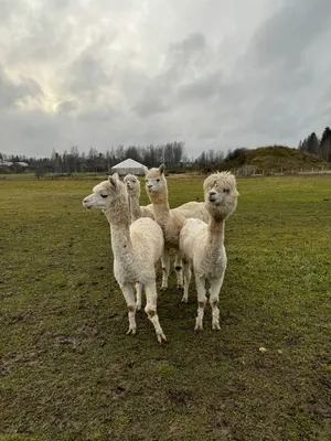 две альпаки стоят рядом, милые картинки лам, лама, альпака фон картинки и  Фото для бесплатной загрузки